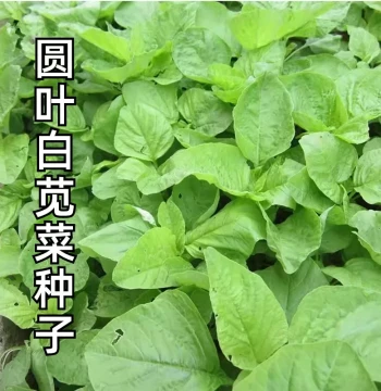 White Round-Leaf Amaranth Seeds - Heat-Tolerant, Year-Round Sowing for Red/Green Amaranth, Wild Vegetables, Balcony Pots
