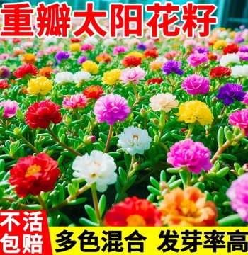 Double-Petal Sunflower Seeds Multi-Color Large Flowers Four-Season Sowing Easy to Grow Indoor and Outdoor Flower Seeds