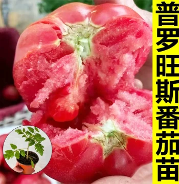 Authentic Provence Tomato Seedlings with Soil - Large Sandy-Pulp Pink Grafted Heirloom Variety from Shouguang, Shandong