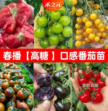 Year-Round Cherry Tomato Seeds and Seedlings - Qianxi Variety, Potted Vegetable Plants, Maofen Xiangmang Type