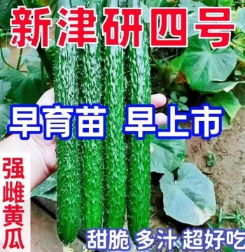Jinyan No. 4 Cucumber Seeds - Green Skin, Green Flesh, Sweet, Crisp, Tender Vegetables with Continuous Fruiting and Green Thorns