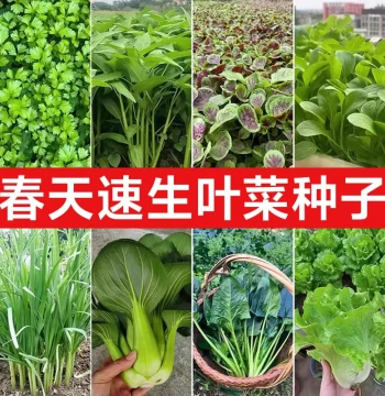 Complete Spring Vegetable Seed Collection – Fast-Growing Seeds for Year-Round Home Gardening Including Water Spinach and Ice Plant