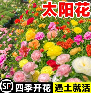 Double-Petal Sunflower Seeds - Indoor Dwarf Flower Seeds for Year-Round Planting