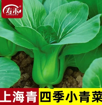 Shanghai Green Vegetable Seeds: Year-Round Rape, Winter Varieties, Dwarf Black Leaf Suzhou Green