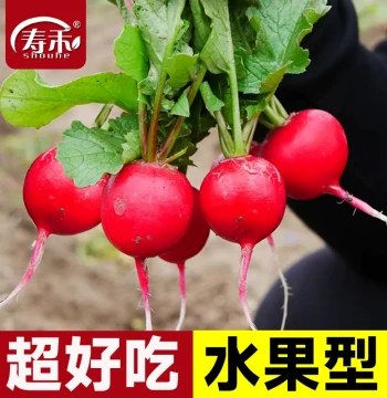 Cherry Radish Seeds Vegetable Seeds Radish Variety Pack Potted Seasonal Fruit Radish Small Water Radish Seeds