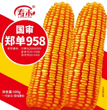 High-Yield Hybrid Corn Seeds Zhengdan 958 for Southern Regions