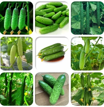 Fruit Cucumber Seeds Spring Planting Old Variety Continuous Harvest Home Vegetable Planting Good Taste High Quality Strong Fresh Aroma