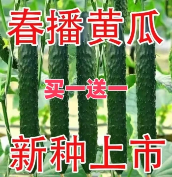 Authentic Jinyan No. 4 Cucumber Seeds: New Green Skin and Core Variety for Spring Gardens
