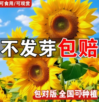 Sunflower Seeds for Balcony Pot All-Season Planting Blooming Tall Ornamental Edible Sunflower Seeds