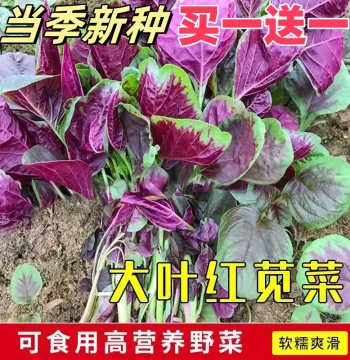 Authentic Red Round-Leaf Amaranth Seeds and Seedlings - All-Season Winter Han Cai for Home Balcony Potted Vegetables