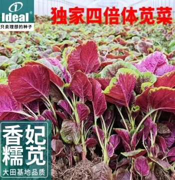 Amaranth Seeds, Heirloom Large Round Leaf All-Red Variety, Four-Season Planting, Farmhouse Han Cai Vegetable Seeds Collection