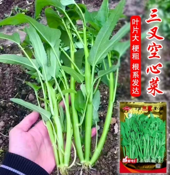 High-Yield Hollow Water Spinach Seeds - Willow Leaf Variety for Year-Round Balcony Gardening