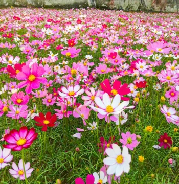 Cosmos Flower Seeds (Gesang Flower) - Colorful, Easy-to-Grow, Perennial Blooms for Outdoor Gardens