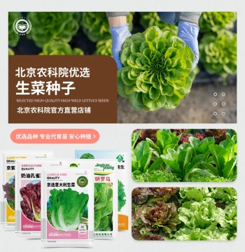 CAAS Lettuce Seeds: Romaine, Glass Ball, Purple Red; Hydroponic Vegetable Seeds for All Seasons