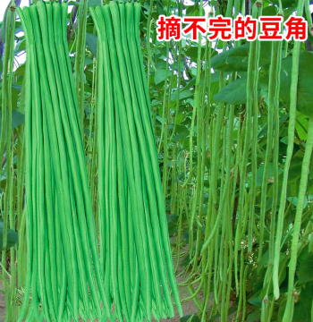 Fangzhen 'Never-Fail' Cowpea Seeds - Long Green Beans for Spring and Autumn Garden Planting