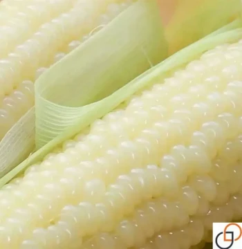 White Sweet and Waxy Corn Seeds High Yield Heat Resistant Disease Resistant Early Maturing Grain Seeds