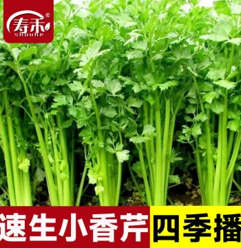 Four-Season Parsley Seeds - Vegetable Seedlings for Growing Fresh Celery Year-Round