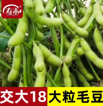Jiaoda 18 Large-Grain Edamame Seeds, Soybeans, Extra-Early Spring Variety, High-Yield All-Season Vegetable Seeds