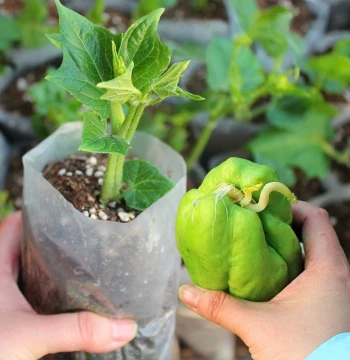Fresh Chayote Seedlings with Sprouts – Ready-to-Plant Vegetable Starts with Soil