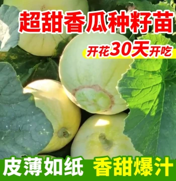 Japanese Sweet Melon Seeds - Emerald and Horned Honey Varieties for Spring Planting; Includes Watermelon Seedlings