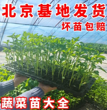 Vegetable Seedlings Eggplant Pumpkin Four-Season Vegetable Variety Pack Chili Cucumber Tomato Watermelon Seedling Plants