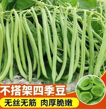 No-Trellis Early-Maturing Bush Bean Seeds for Balcony, Courtyard, and Container Vegetable Gardening