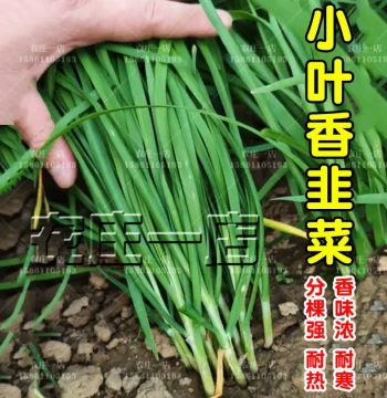 Small-Leaf Chive Seeds: Local Root Seedlings with Wide Leaves, Purple or Red Roots, Heat and Cold Resistant for Balcony Pots