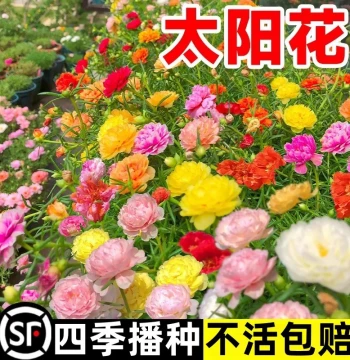 Double-Petal Sunflower Seeds Flower Seeds Indoor Outdoor Courtyard Floral Plants Seeds Four Seasons Sowing Easy to Grow Blooming