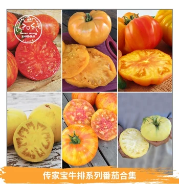 Heirloom Beefsteak Tomato Seeds Collection: Purple Cherokee, Brandywine, Horse Hoof - Open-Pollinated for Spring/Fall Balcony Pots