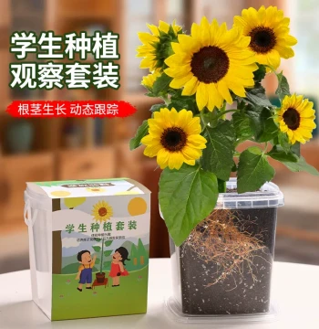 Children's Planting Mini Potted Sunflower Seeds, Four-Season Balsam Seeds for Elementary Students to Observe Plant Blooming