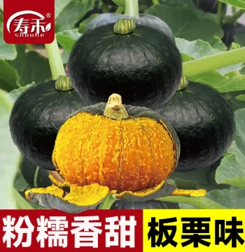 Authentic Shouhe Green Beibei Pumpkin Seeds, Chestnut-Flavored Xiaohuihe No.1, Powdery, Sweet, Ideal for Baby Food Vegetable Seeds