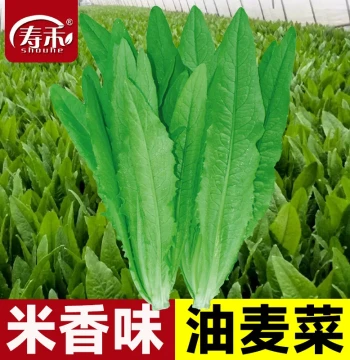 Romaine Lettuce Seeds for Year-Round Planting - Vegetable Seeds for Balcony Pots & Spring Gardens