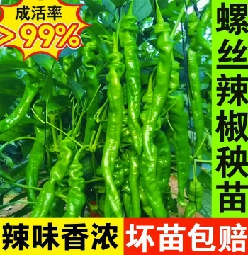 Screw Pepper Chili Seedlings, High-Yield Extra-Spicy Large Variety, Thin-Skin Southern Potted Vegetable Seeds and Plants