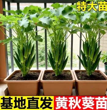 Super Tender High-Yield Fruit Okra Seedlings, Red Okra Seeds for Four-Season Potted Vegetables, Cold-Resistant Nutritious Vegetable Plants