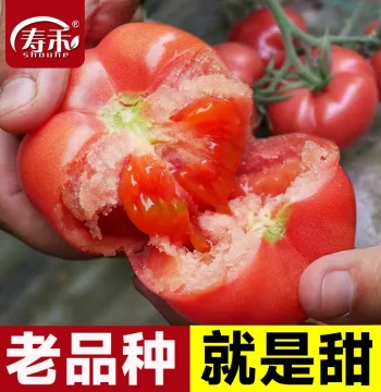 Provence Tomato Seeds Seedlings Saplings Fruit Summer Vegetable Seeds Tomato Seedlings Collection