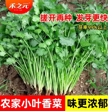 Heirloom Small-Leaf Coriander Seeds: Spring, Summer, and Four-Season Vegetable Seeds for Balcony Planting