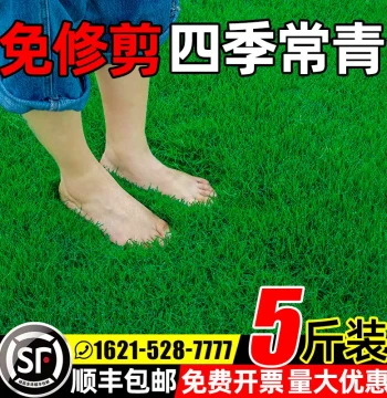 All-Season Evergreen Lawn Grass Seeds for Slope Protection, Bermuda, Manila, Carpet Turf, and Ryegrass