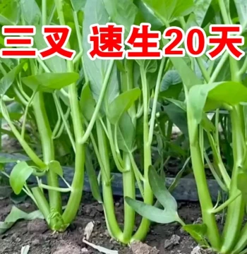 San Cha Water Spinach Seeds: All-Season Hydroponic Vegetable Seeds for Balcony Gardening, Large Leaf Variety
