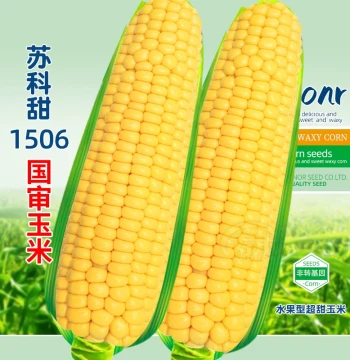 Early-Maturing Extra-Sweet Fruit Corn Seeds - High-Yield Large Kernels, Including Sweet, Waxy, and Black Waxy Varieties