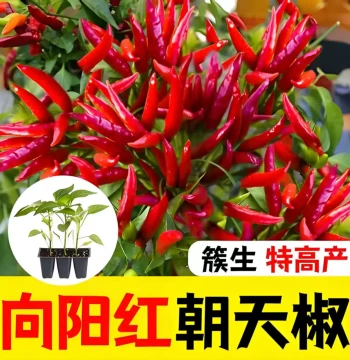 Chaotian Chili Seedlings - Thin-Skinned Screw Peppers for Year-Round Potting