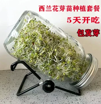 Premium Broccoli Sprout Seeds: Hydroponic Seeds for Mason Jar Gardening, Blue Cabbage Varieties