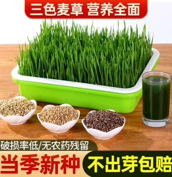 Cat Grass Seeds Wheat Barley Rye Sprouts Hydroponic Mint Potted Planting