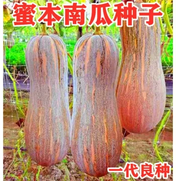 Early Chestnut Honey Pumpkin Seeds: Sweet, Floury, High-Yield, Long-Storage Vegetable Seeds for All Seasons