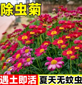 Pyrethrum Seeds Small Daisy Flower Seeds Indoor Balcony Mosquito Repellent Grass Flower Seeds Planting Four Seasons Sowing Blooming