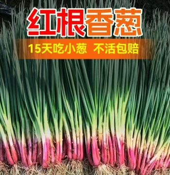 Red-Root Chive Seeds for Spring, All-Season, Autumn, and Winter Potted Vegetables
