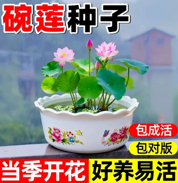 Hydroponic Bowl Lotus Seeds - Year-Round Water Lily & Lotus Plants for Indoor Pot/Copper Coin Grass Cultivation