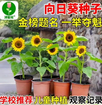 Sunflower Seeds: Easy-to-Grow All-Season Seeds for Balcony Pots, Ornamental and Edible, Symbol of Success