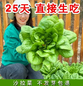 Hans Lettuce Seeds - Heat-Tolerant Vegetable Seeds for Summer/Autumn Balcony Gardening