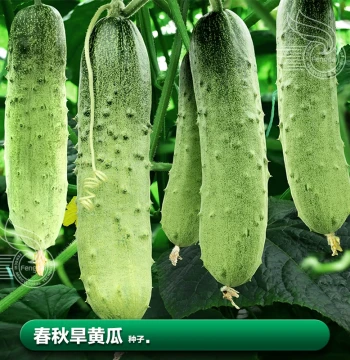 Spring Dry Cucumber Seeds - Heirloom Variety for Balcony Gardens, Crisp Texture, Fruit Vegetables, Complete Seed Collection