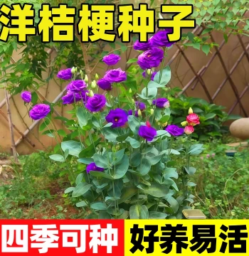 Imported Double-Petal Eustoma Seeds - Easy-to-Grow, Year-Round Blooming for Outdoor Autumn Planting